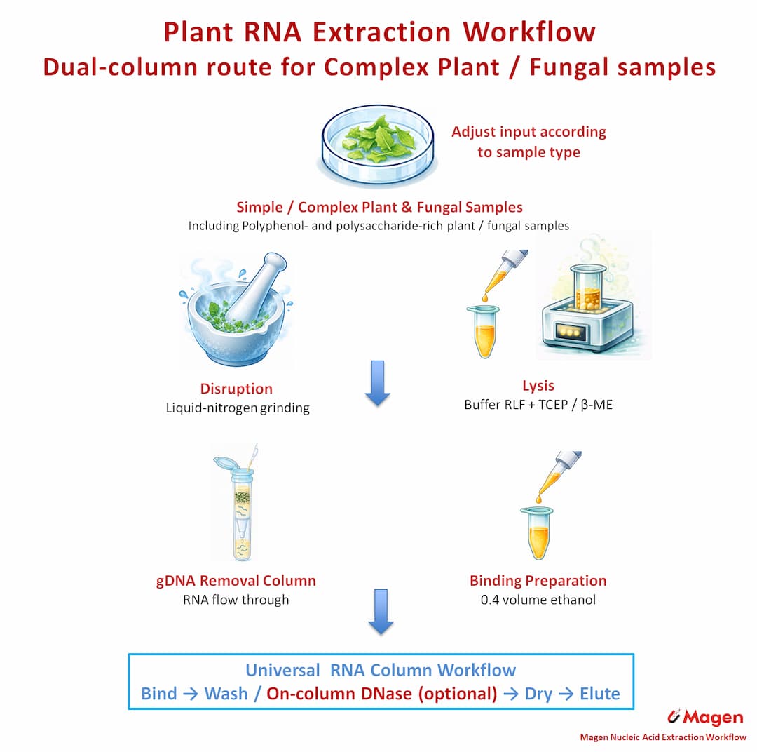 Flujo de trabajo de extracción de ARN vegetal con doble columna para muestras vegetales complejas y muestras de hongos, que muestra la molienda con nitrógeno líquido, la lisis con RLF suplementado con TCEP o β-mercaptoetanol, la eliminación del ADN genómico mediante una columna, la preparación de la unión con etanol y la purificación con columna universal.